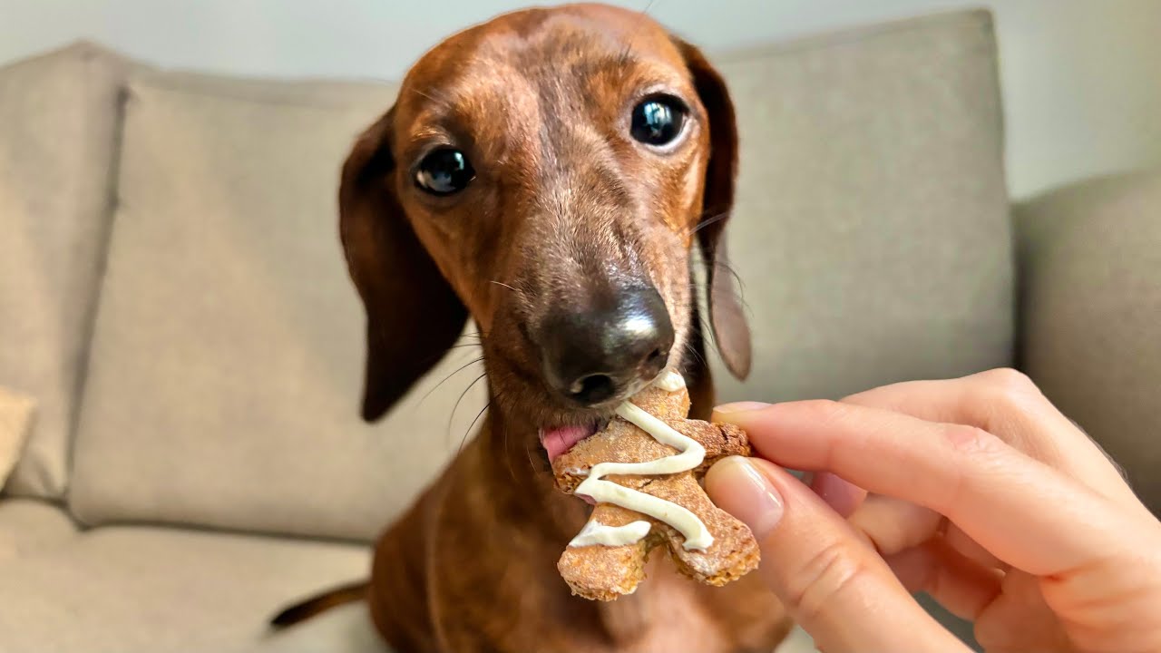 Mini dachshund makes gingerbread dog biscuits!