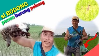 lama ga hunting, sekali hunting panen burung pekung