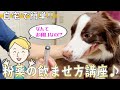 【犬　暮らし】犬が嫌がらない！！簡単な薬の飲ませ方講座①　「粉薬編」