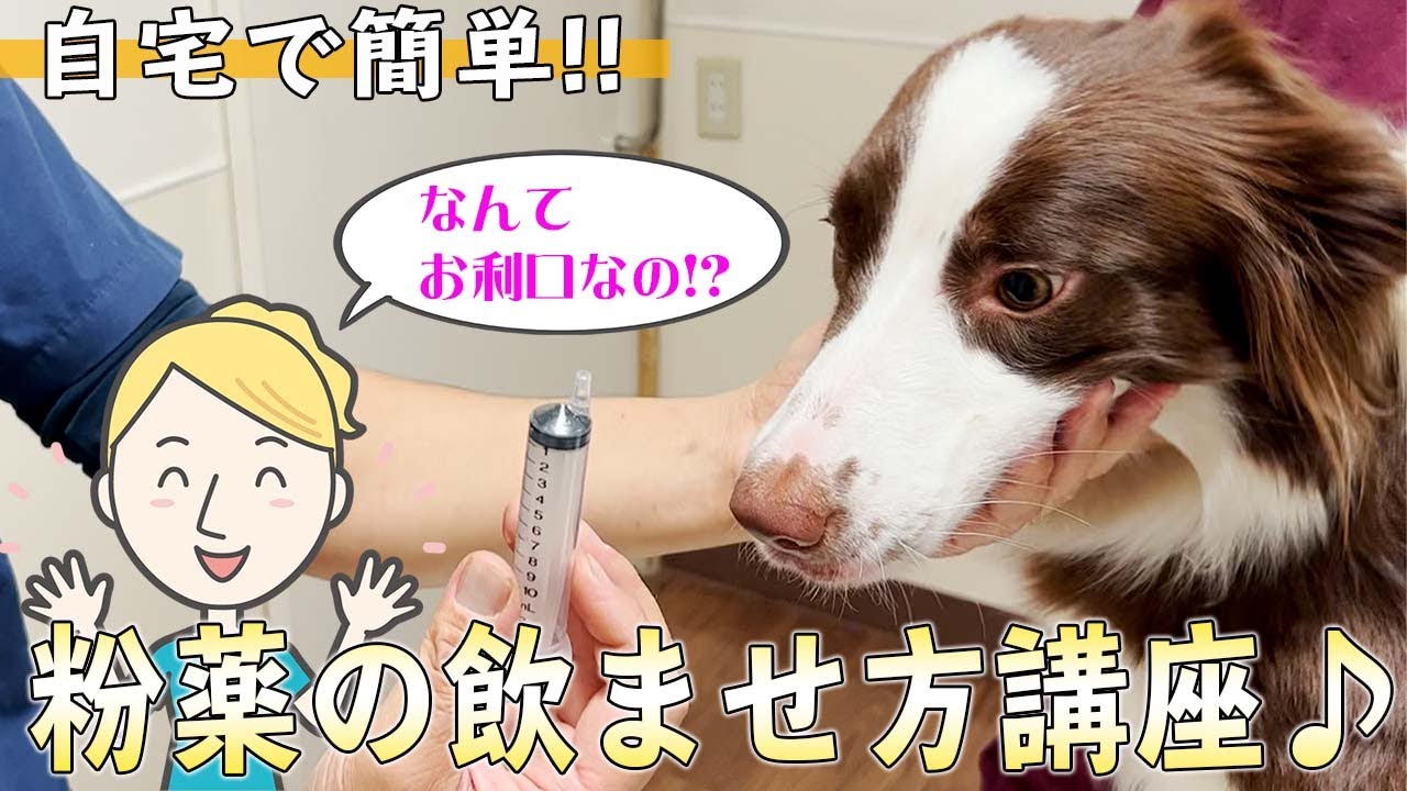 【犬　暮らし】犬が嫌がらない！！簡単な薬の飲ませ方講座①　「粉薬編」