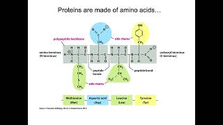 Ch4 Shape and structure of proteins