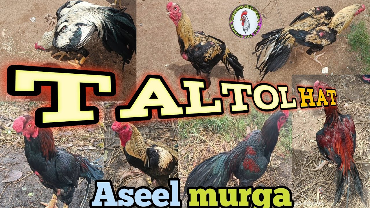 Purulia murga mandi ✅🔥|taltol hat|balarampur hat|kukru hat #trending #assel #viralvideo 