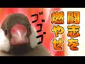 闘志を燃やす文鳥達【お名前紹介】