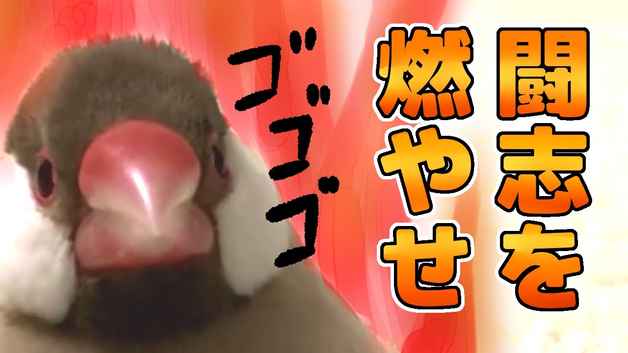 荒ぶる2羽の文鳥さん チンピラ感がすごい 絡まれたら大変かわいい と話題 まいどなニュース 荒ぶる2羽の文鳥さん チンピラ感がすごい 絡まれたら大変かわいい と話題 まいどなニュース