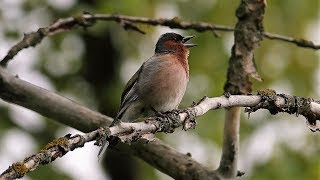 Pěnkava obecná (Fringilla coelebs) Common chaffinch Зяблик Buchfink, Zięba zwyczajna, Pinka obyčajná