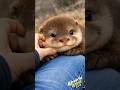 fun with cute otter 😁