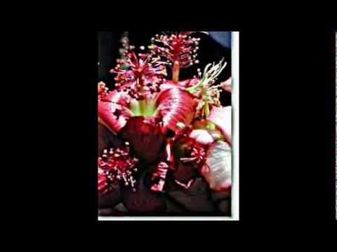 Video: Zimmerahorn – Der Rekordhalter Für Die Blütezeit