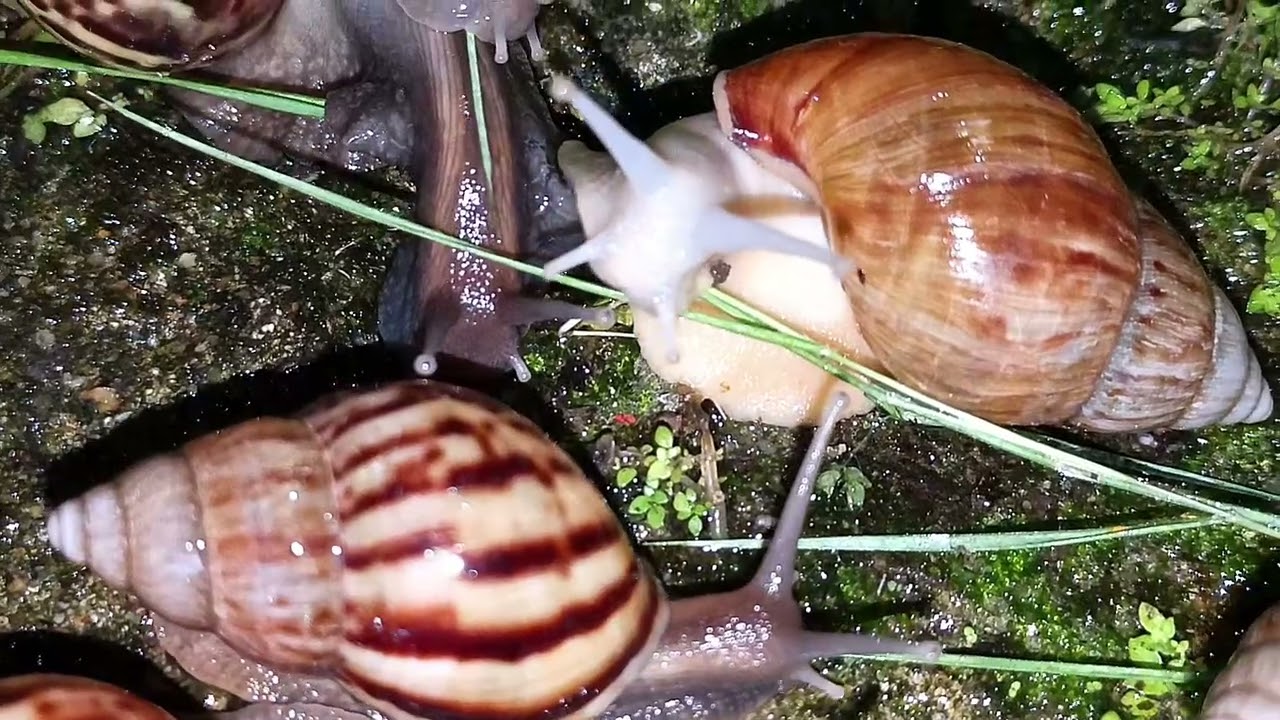 Великий ночной пир: улитки охотятся за ужином на заднем дворе (макросъемка)