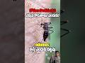 కొంతమందినే ఎందుకు ఎక్కువ కుడతాయి? 😱🦟 #Mosquito #ScienceFacts #Shorts