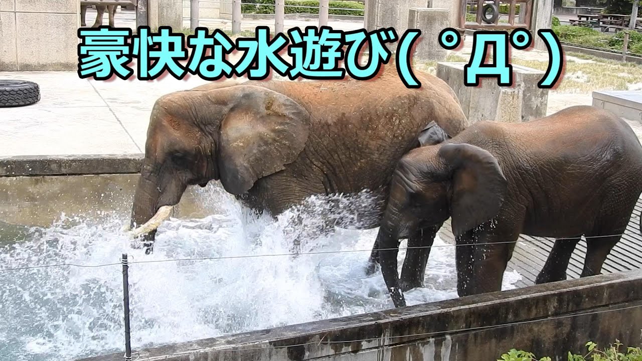 豪快に水遊びをするアフリカゾウ家族。とべ動物園にて。 - YouTube