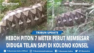 Warga Kolono Konawe Selatan Tangkap Ular Piton Raksasa, Diduga Habis Telan Seekor Sapi