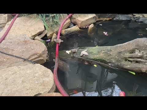 حياة الاسماك والطيور محمية البرنس ٨ ٩ ١٤٤٤ ابوحكيم العراجة بريدة