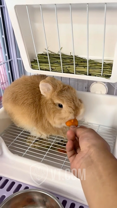 Silly Rabbit Refuses To Eat His Lunch 🤣🐇