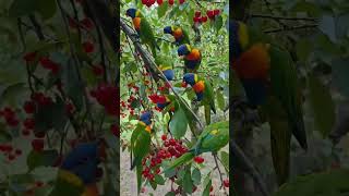 #tarending sort videos wayral tota maina sundar luuk hai yaar 1saskaraib kijiy kaments🦜🦜🦜