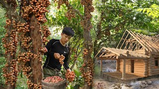 Download Lagu Panen buah Anggur Merah Liar, Manis, Harum, Siap Jual Pasar, Masak Makan Malam. 3 Tahun di Hutan MP3 Download Lagu Panen buah Anggur Merah Liar, Manis, Harum, Siap Jual Pasar, Masak Makan Malam. 3 Tahun di Hutan MP3
