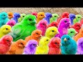 Ayam Lucu, ayam warna warni, ayam rainbow, kelinci lucu, bebek lucu, ikan koi, Hewan Lucu