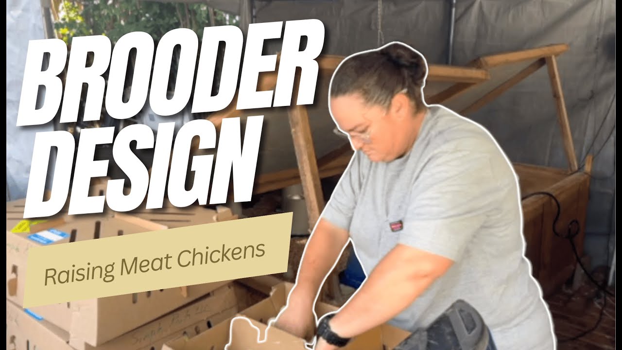 Chick Brooder Design: How to setup the brooder for your meat chicks ...