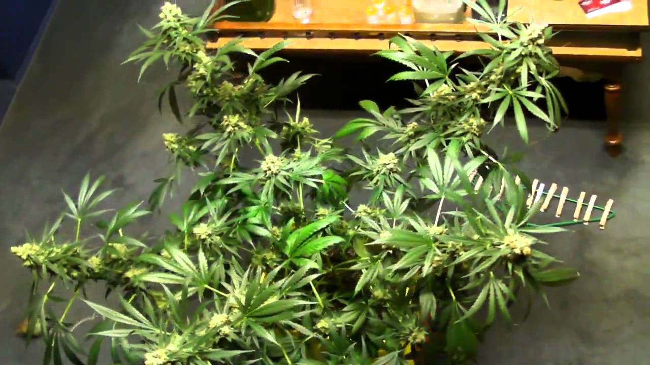 Marijuana - Cole Train Harvest weed