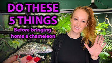 What to do one week before getting a chameleon