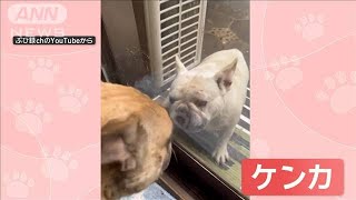 バトル勃発！ガラス越しに威嚇するワンちゃん　扉を開けるとケンカをストップ　なぜ？【羽鳥慎一モーニングショー】(2024年6月26日)