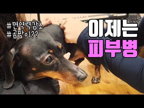 견생 처음 강아지 피부병에 걸린 닥스훈트 일호!