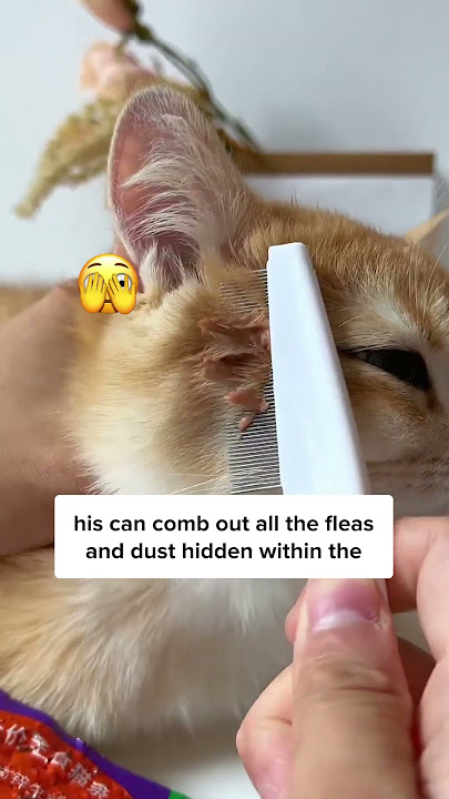 Indoor Cat Can Get Fleas Too?? 🙀