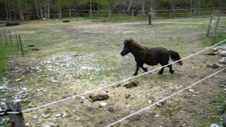 Bunny the mini horse rearing