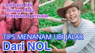 Cara menanam Ubi Jalar yang Benar & Panen Melimpah