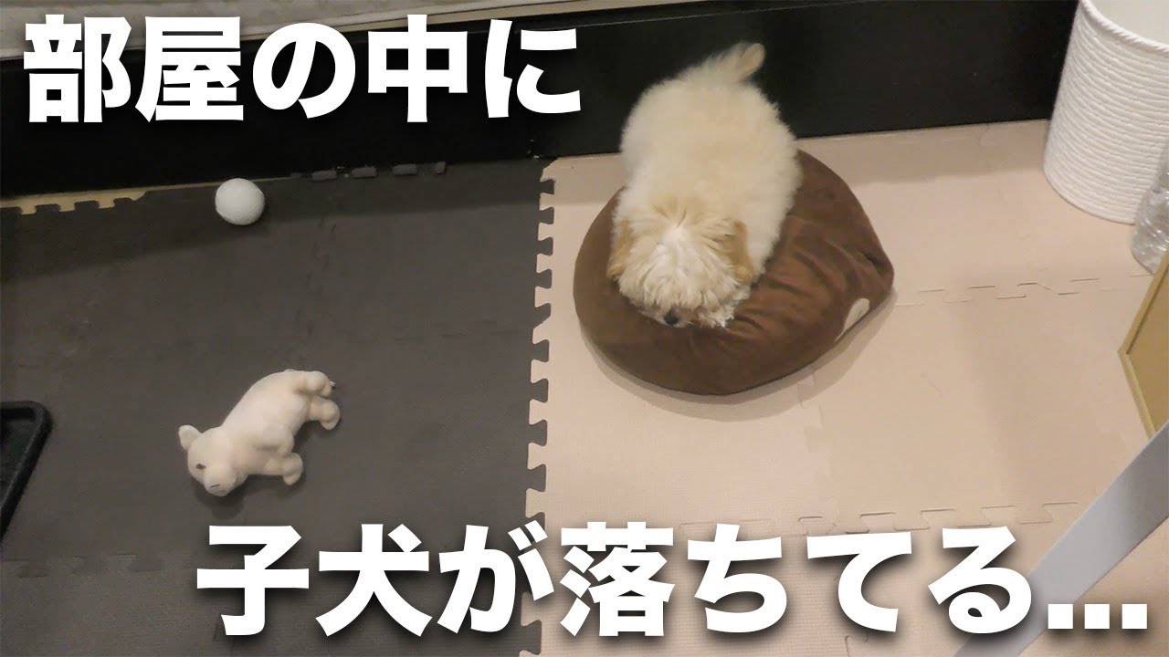 部屋の中に子犬が落ちてる・・・ YouTube