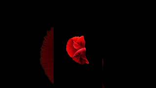 Leisurely fish  #livewallpaper  #wallpaper