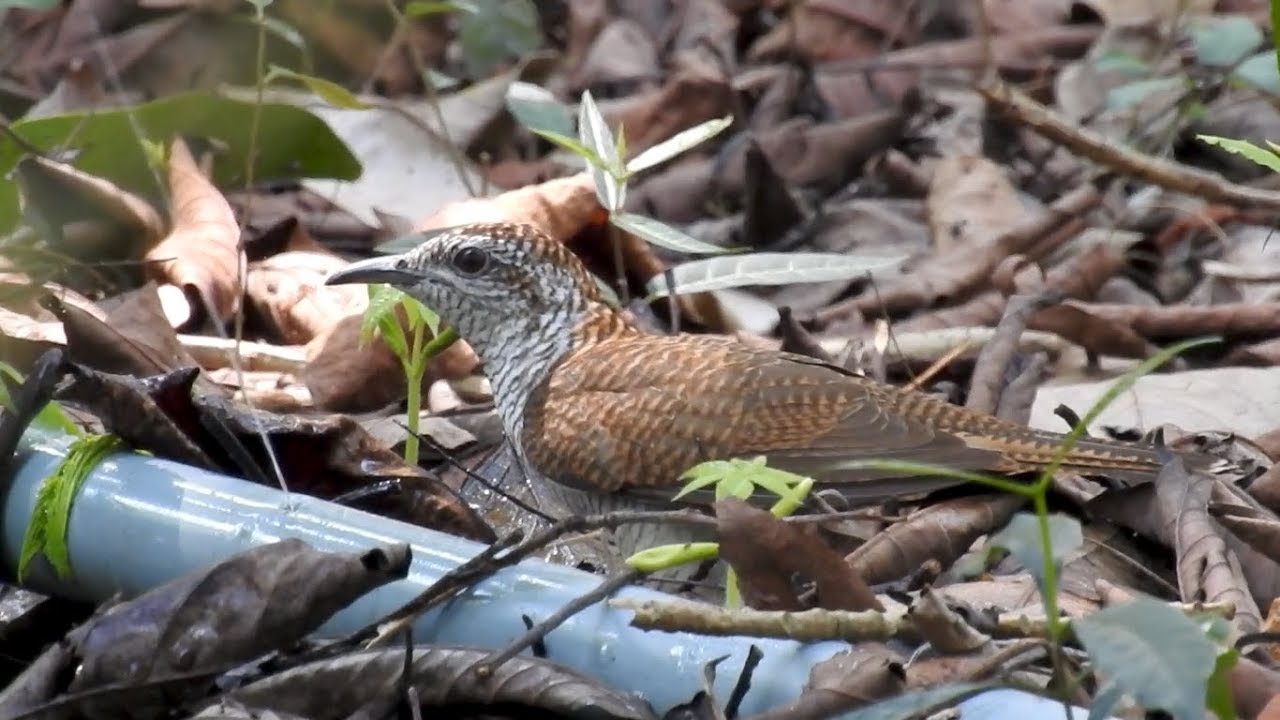 Banded Bay Cuckoo (Cacomantis sonneratii) 