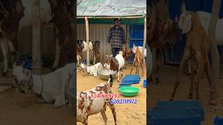 Ichak goat farm totapari Gujri Sirohi Bakri available in Hazaribagh #goat #farming #shorts #viral ￼
