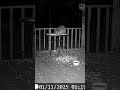 Two chunky trash pandas on the deck together. Cute raccoons.