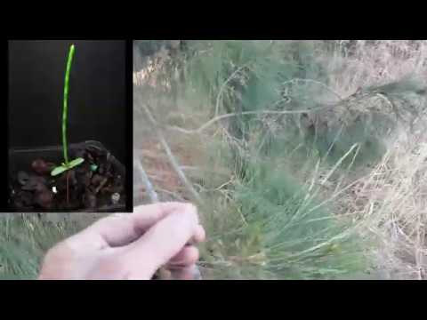 วีดีโอ: ชื่อสามัญของ Casuarina Equisetifolia คืออะไร?