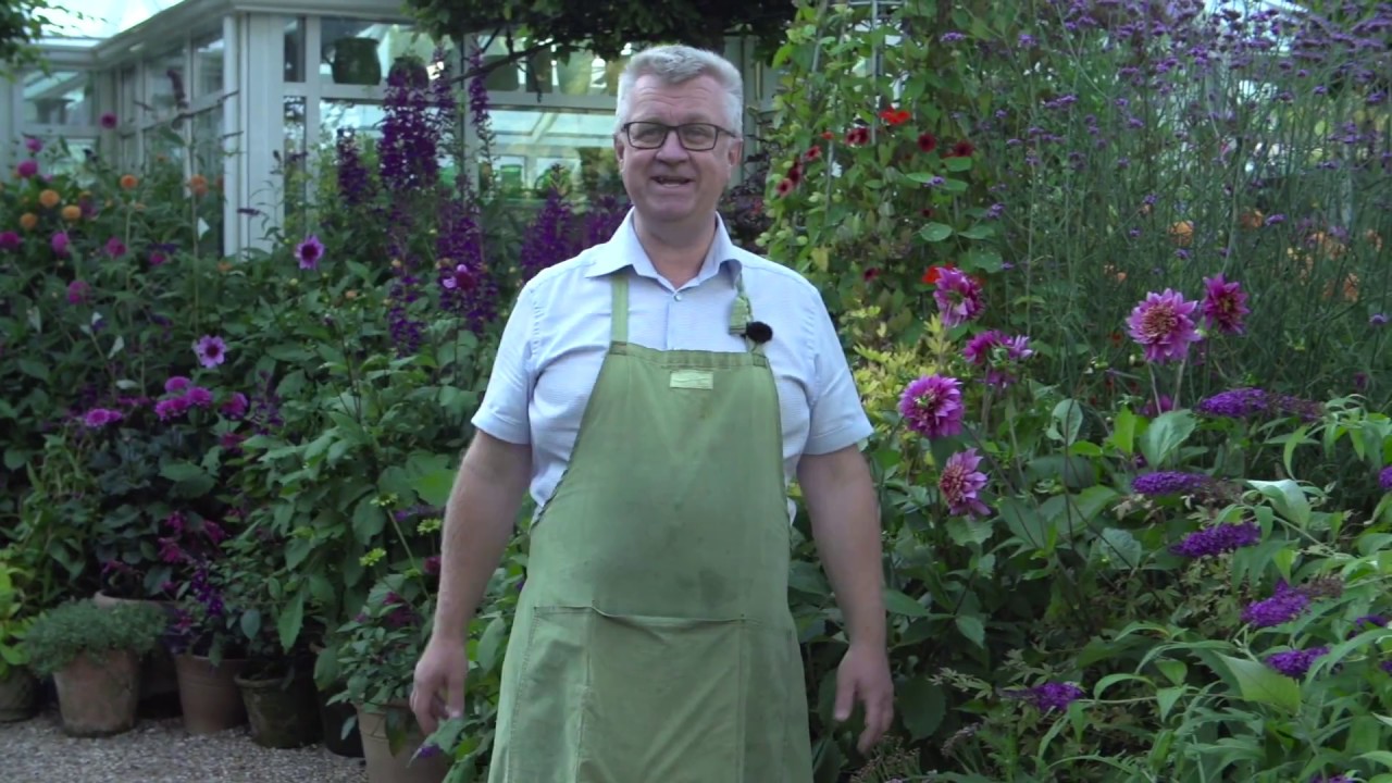 Claus Dalby - Dahlia Intro - YouTube