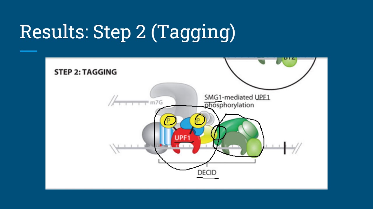 Genetics Presentation: Nonsense-Mediated mRNA Decay - YouTube
