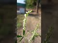 Melilotus albus