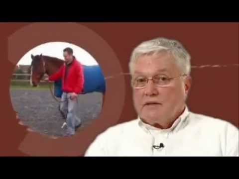 Horses use Bioflow Magnotherapy - YouTube