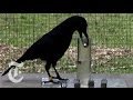 How smart are crows  sciencetake  the new york times
