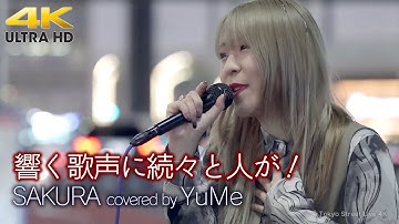 【 歌うま 】響く歌声に続々と人が！　SAKURA / いきものがかり（ covered by YuMe ）4K映像
