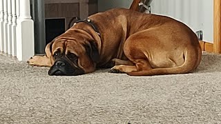 Most Afternoons With A Bullmastiff..... by Bullmastiff ND 481 views 2 months ago 1 minute, 8 seconds