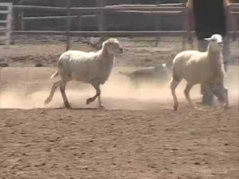 Schroeder - sheep herding