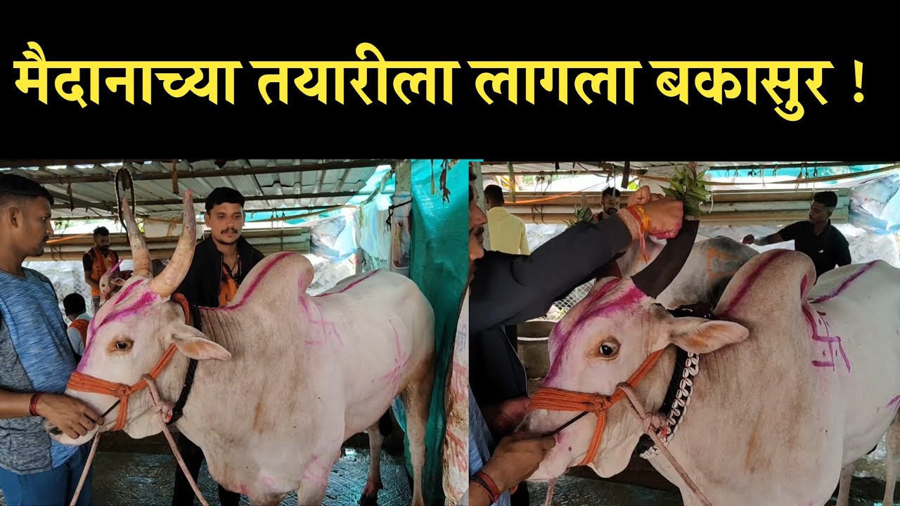 अशी असते पूर्वतयारी बकासुरची ! bakasur purvtayari