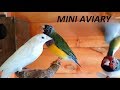 New Mini Aviary and New Birds Settle In