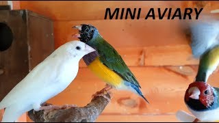 New Mini Aviary and New Birds Settle In