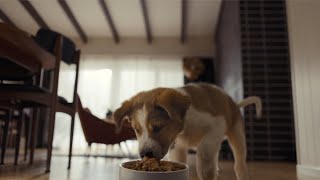 Help Your Pet Live 100% | Petco by Petco 4,026,528 views 3 years ago 31 seconds