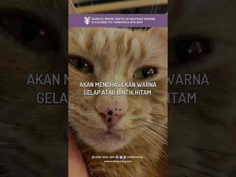 Video: Bisakah kucing memiliki bintik-bintik?