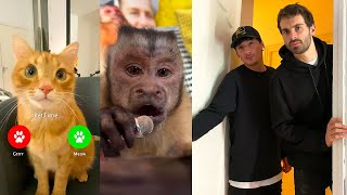 Celebrity What pet do when you're not home (Part 2) #shorts Wealth