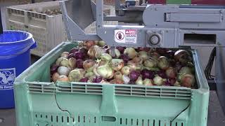 Onion Packing