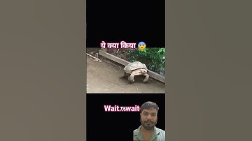 turtle help another turtle #turtle #turtlewatching #alligatorsnappingturtle #wildliferescue #viral